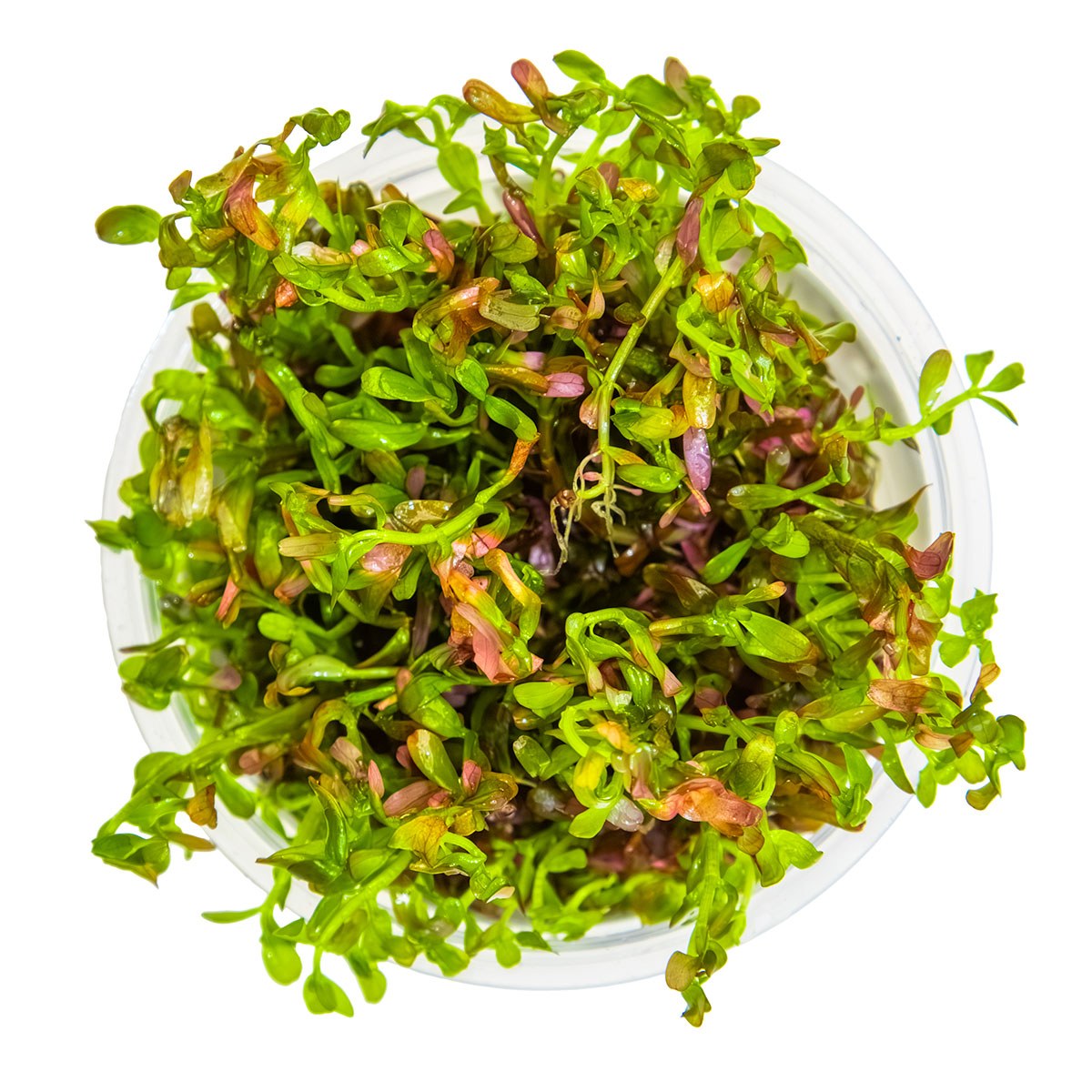 Rotala rotundifolia 'Blood Red' — 1-2-Grow!