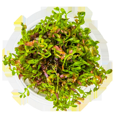 Rotala rotundifolia 'Blood Red' — 1-2-Grow!