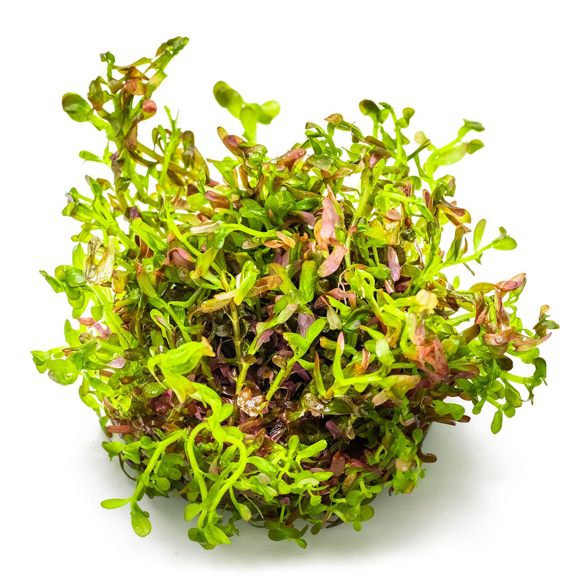 Rotala rotundifolia 'Blood Red' — 1-2-Grow!