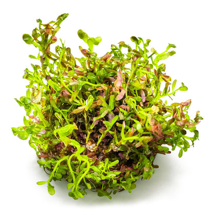 Rotala rotundifolia 'Blood Red' — 1-2-Grow!