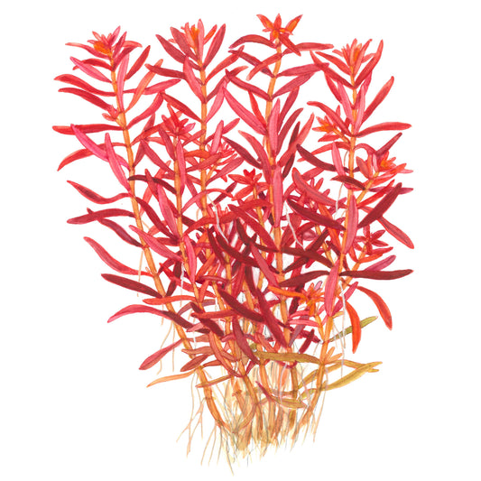 Rotala rotundifolia 'Blood Red' — 1-2-Grow!