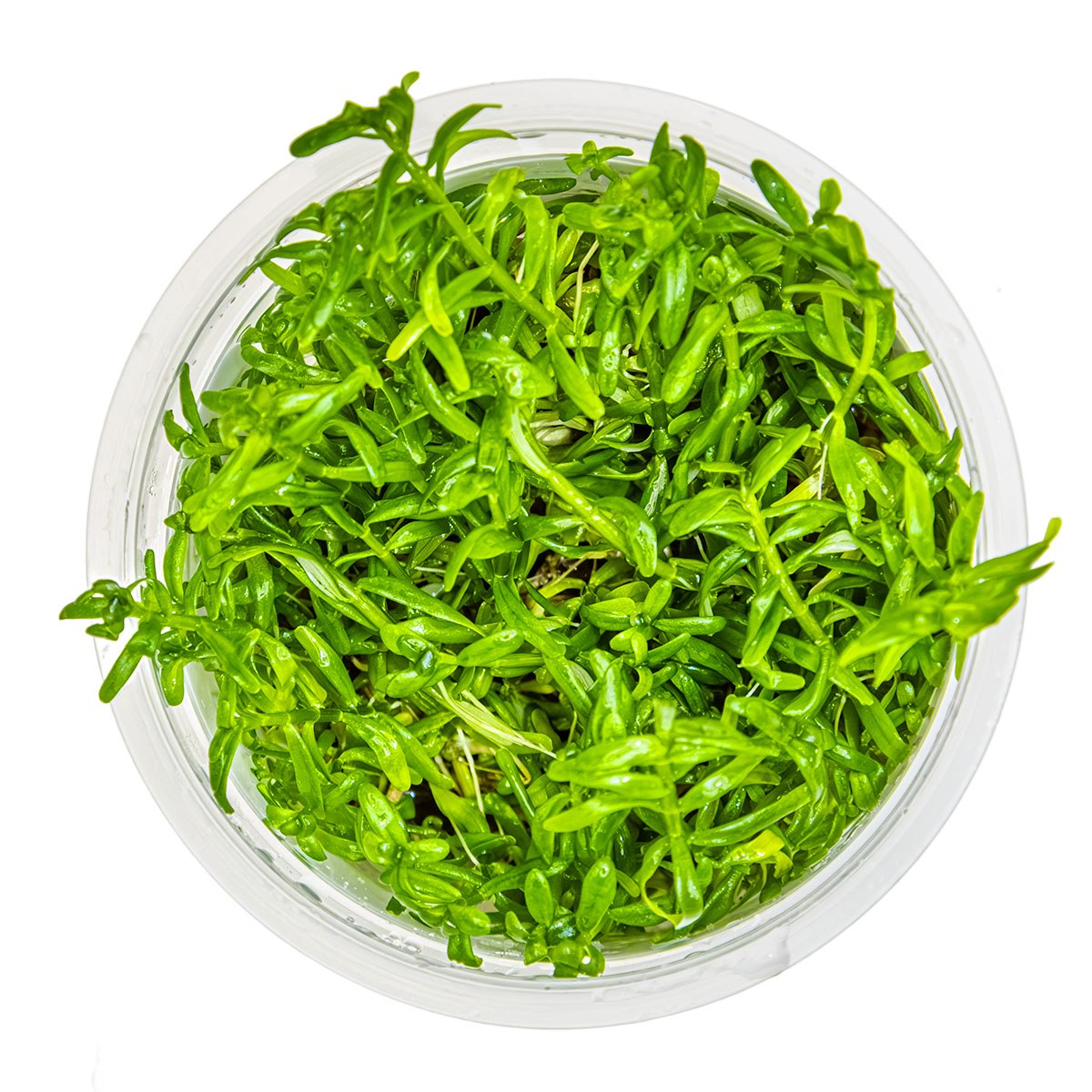 Rotala rotundifolia 'Green' Aquarium Plant — 1-2-Grow!