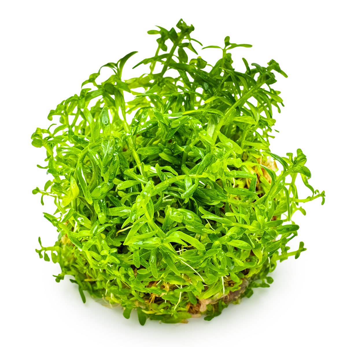 Rotala rotundifolia 'Green' Aquarium Plant — 1-2-Grow!