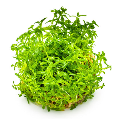 Rotala rotundifolia 'Green' Aquarium Plant — 1-2-Grow!