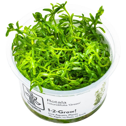 Rotala rotundifolia 'Green' Aquarium Plant — 1-2-Grow!
