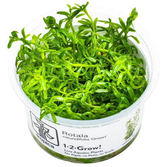 Rotala rotundifolia 'Green' Aquarium Plant — 1-2-Grow!