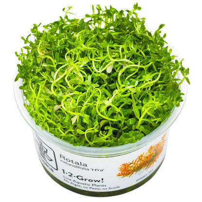 Rotala rotundifolia 'H'ra' — 1-2-Grow!