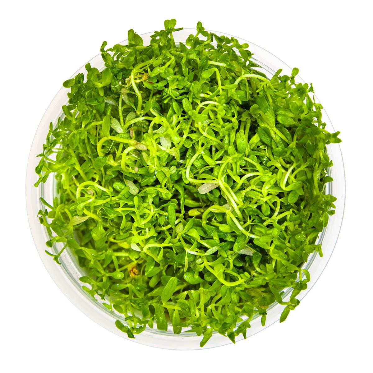 Rotala rotundifolia 'H'ra' — 1-2-Grow!