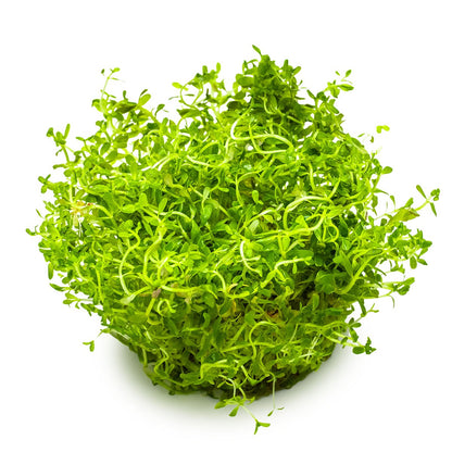 Rotala rotundifolia 'H'ra' — 1-2-Grow!