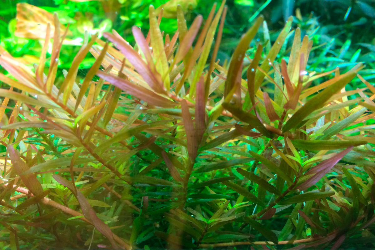 Rotala rotundifolia 'H'ra' — 1-2-Grow!