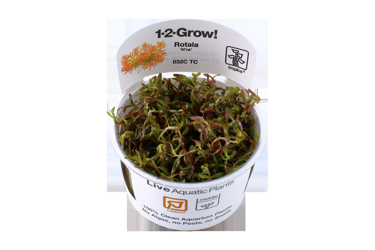 Rotala rotundifolia 'H'ra' — 1-2-Grow!