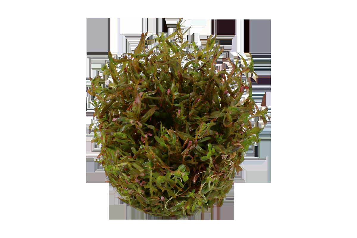 Rotala rotundifolia 'H'ra' — 1-2-Grow!