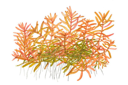 Rotala rotundifolia 'H'ra' — 1-2-Grow!