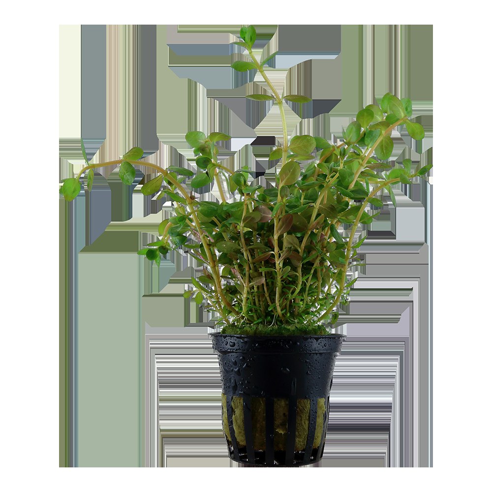 Rotala rotundifolia Potted Aquarium Plant (also sold as Rotala indica) — Potted