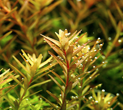 Rotala rotundifolia Potted Aquarium Plant (also sold as Rotala indica) — Potted