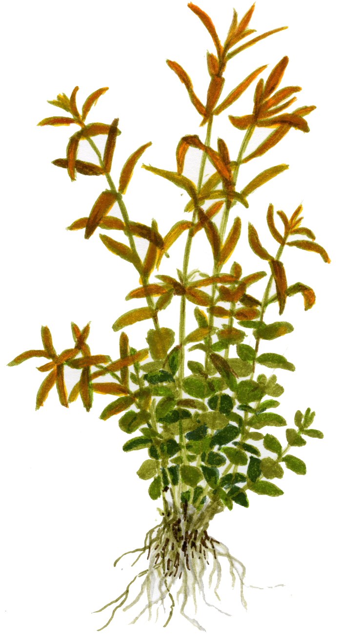 Rotala rotundifolia Potted Aquarium Plant (also sold as Rotala indica) — Potted