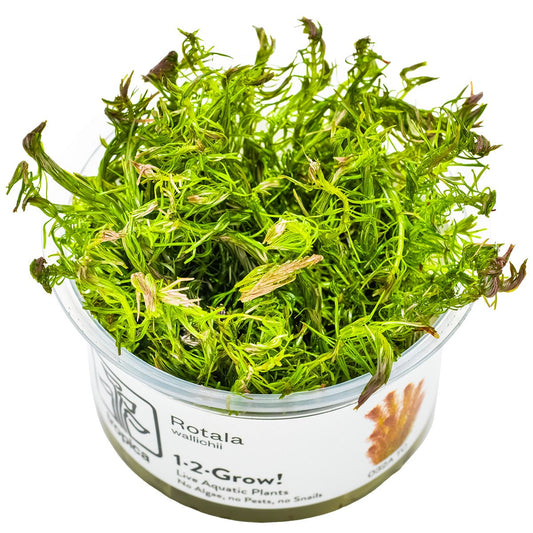 Rotala wallichii 1-2-Grow! — 1-2-Grow!