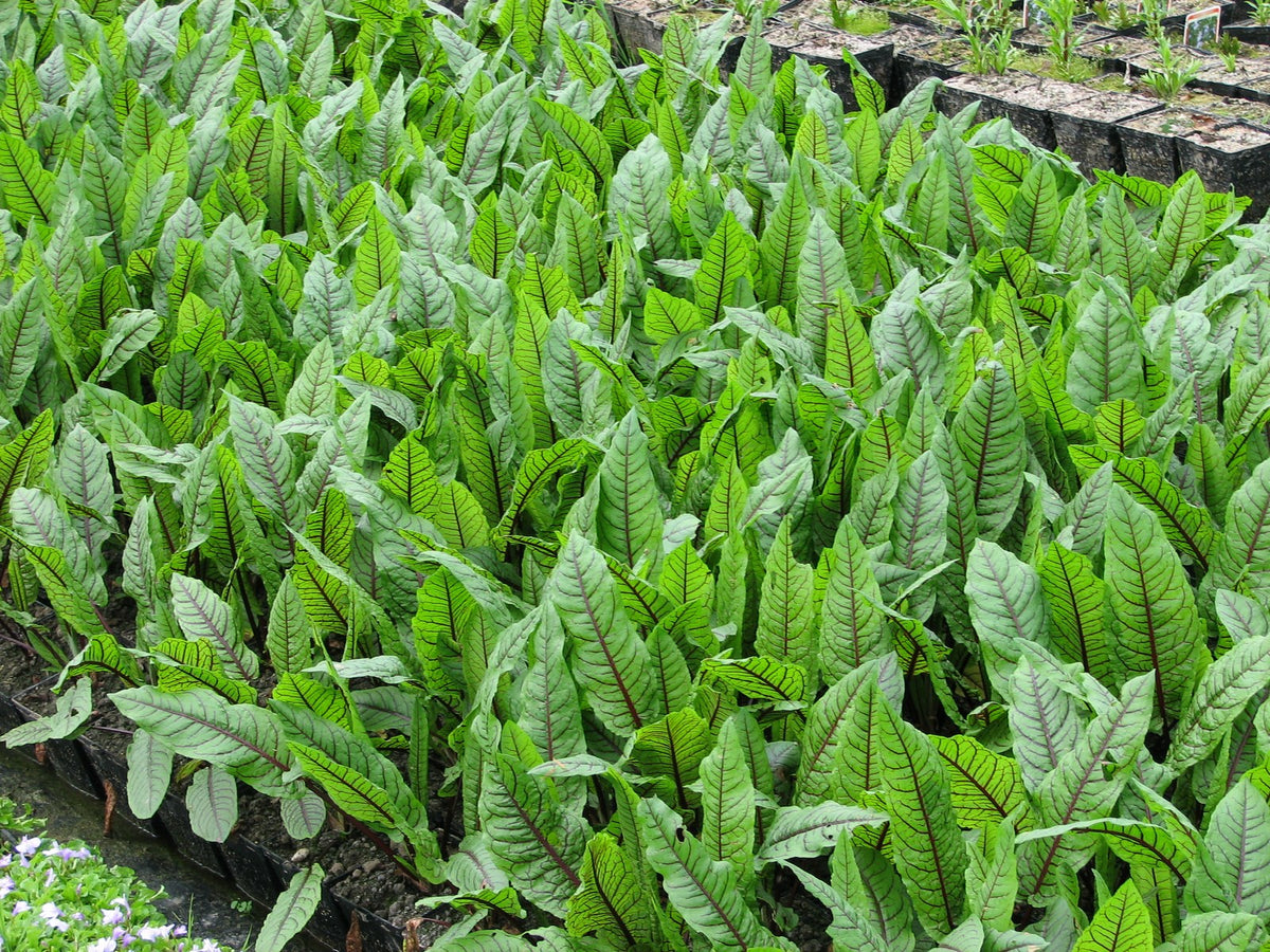 Rumex sanguineus Marginal Pond Plant