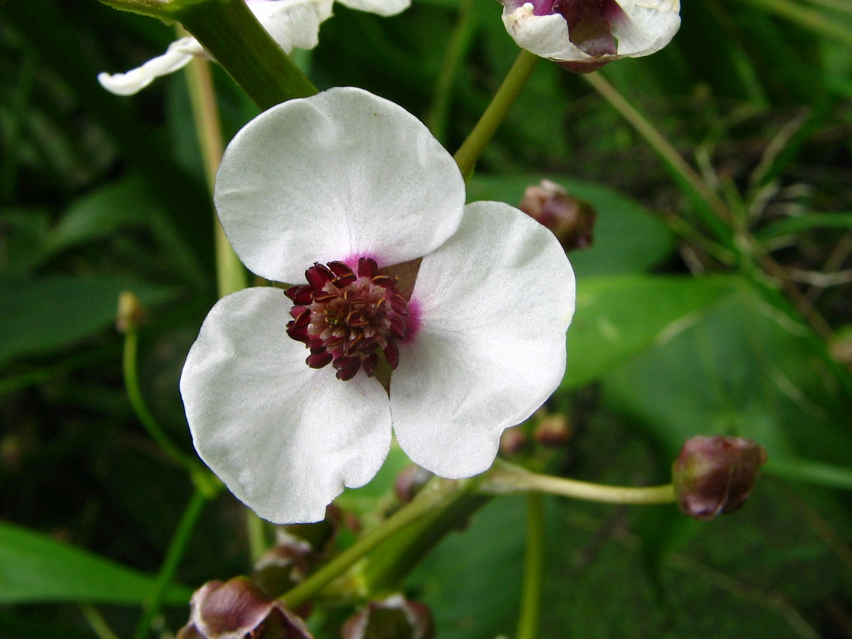 Sagittaria sagittifolia Marginal Pond Plant - 1 Litre Pot