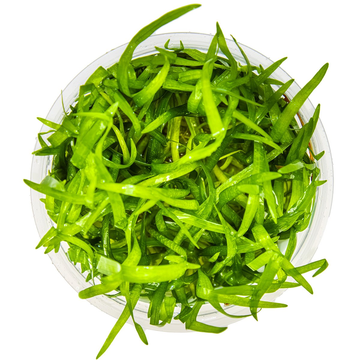 Sagittaria subulata Aquarium Plant — 1-2-Grow!