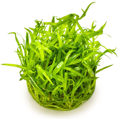 Sagittaria subulata Aquarium Plant — 1-2-Grow!