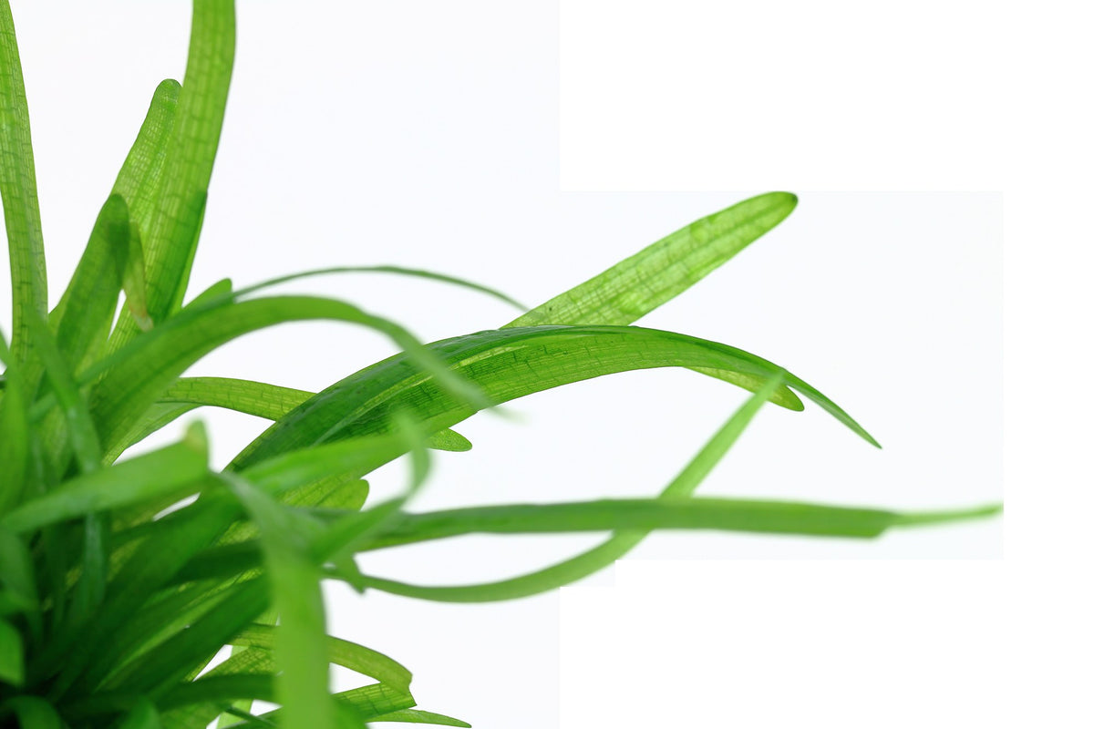 Sagittaria subulata Aquarium Plant — 1-2-Grow!