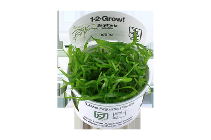 Sagittaria subulata Aquarium Plant — 1-2-Grow!