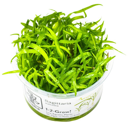 Sagittaria subulata Aquarium Plant — 1-2-Grow!