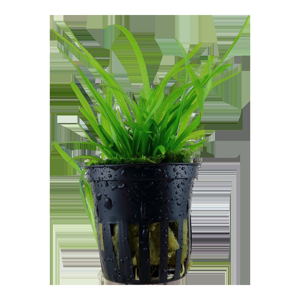 Sagittaria subulata Aquarium Plant — Potted