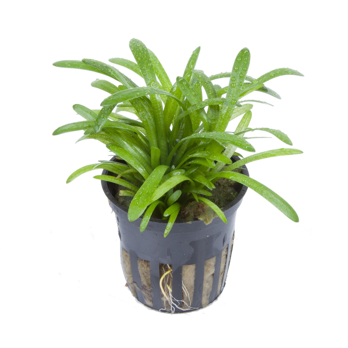 Sagittaria subulata Aquarium Plant — Potted