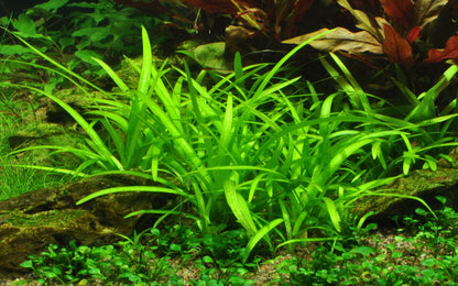 Sagittaria subulata Aquarium Plant