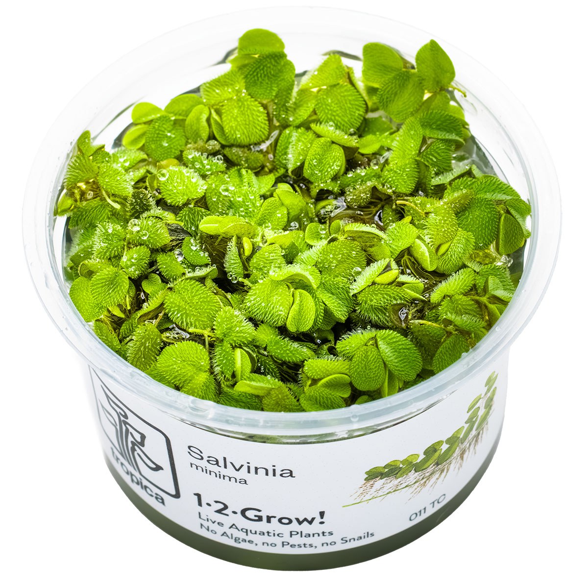 Salvinia minima Floating Fern (1-2-Grow! Format) — 1-2-Grow!