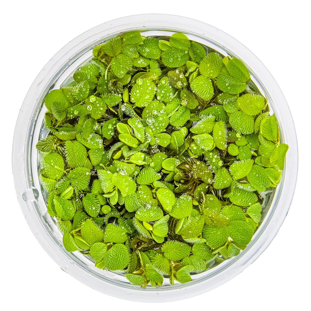 Salvinia minima Floating Fern (1-2-Grow! Format) — 1-2-Grow!