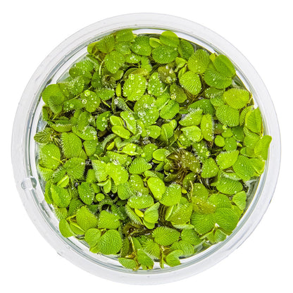 Salvinia minima Floating Fern (1-2-Grow! Format) — 1-2-Grow!