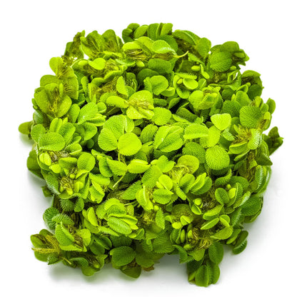 Salvinia minima Floating Fern (1-2-Grow! Format) — 1-2-Grow!