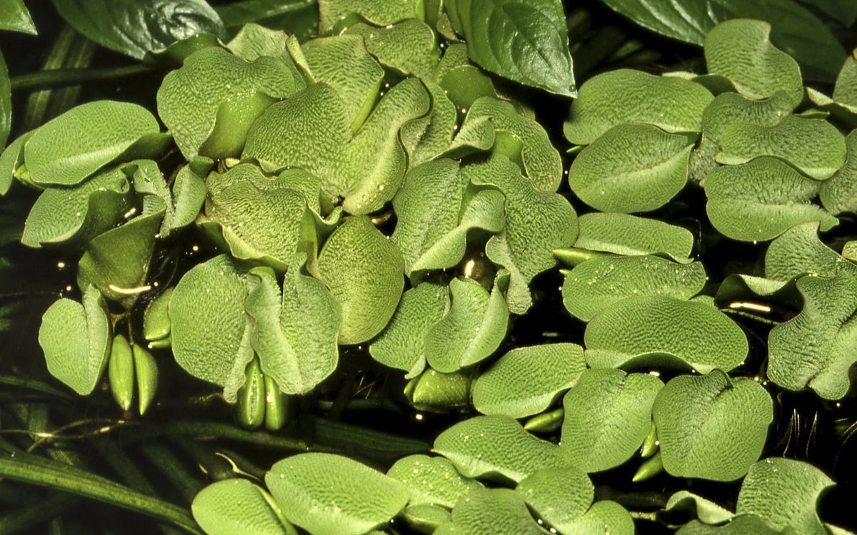 Salvinia minima Floating Fern (1-2-Grow! Format) — 1-2-Grow!