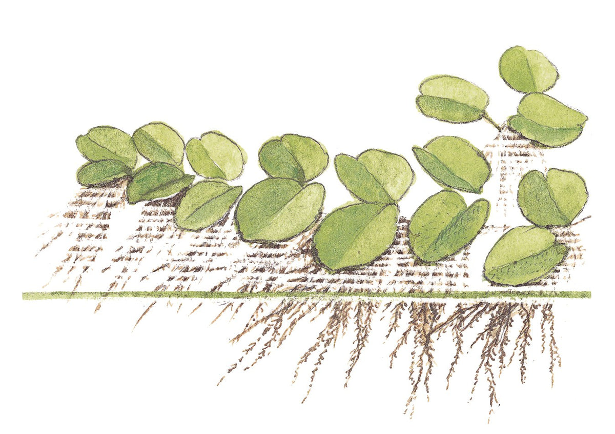 Salvinia minima Floating Fern (1-2-Grow! Format) — 1-2-Grow!