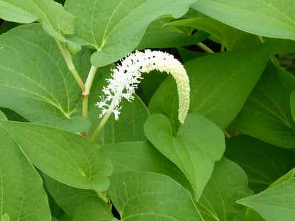 Saururus cernuus (Lizard's Tail) Marginal Pond Plant