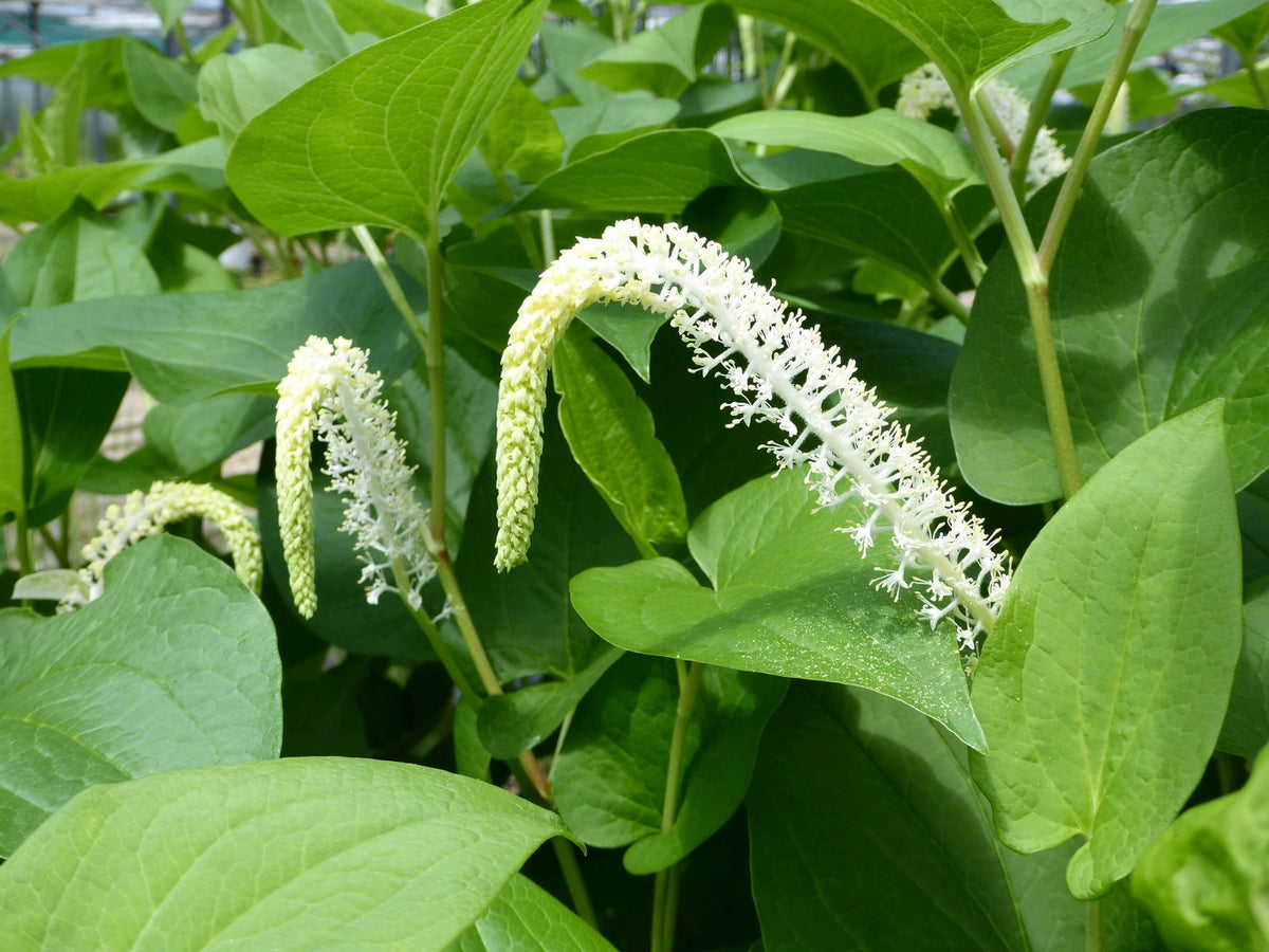 Saururus cernuus (Lizard's Tail) Marginal Pond Plant