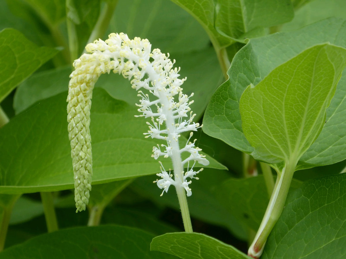 Saururus cernuus (Lizard's Tail) Marginal Pond Plant