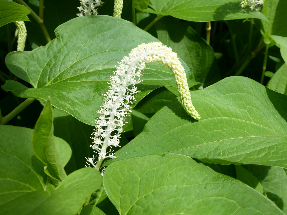 Saururus cernuus (Lizard's Tail) Marginal Pond Plant