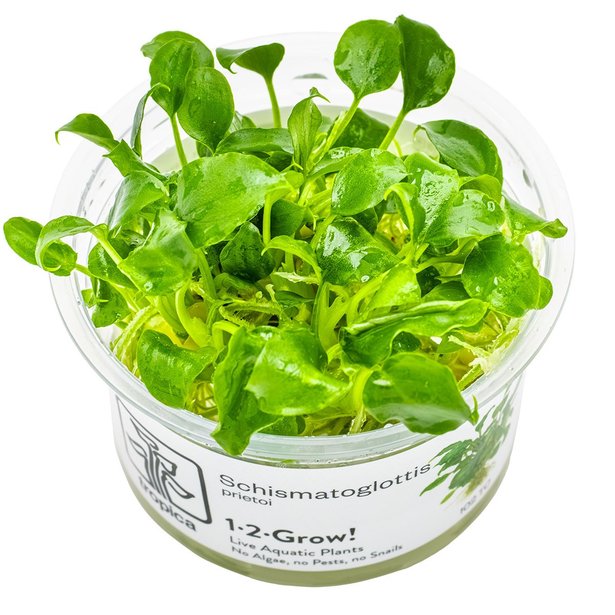 Schismatoglottis prietoi — 1-2-Grow!