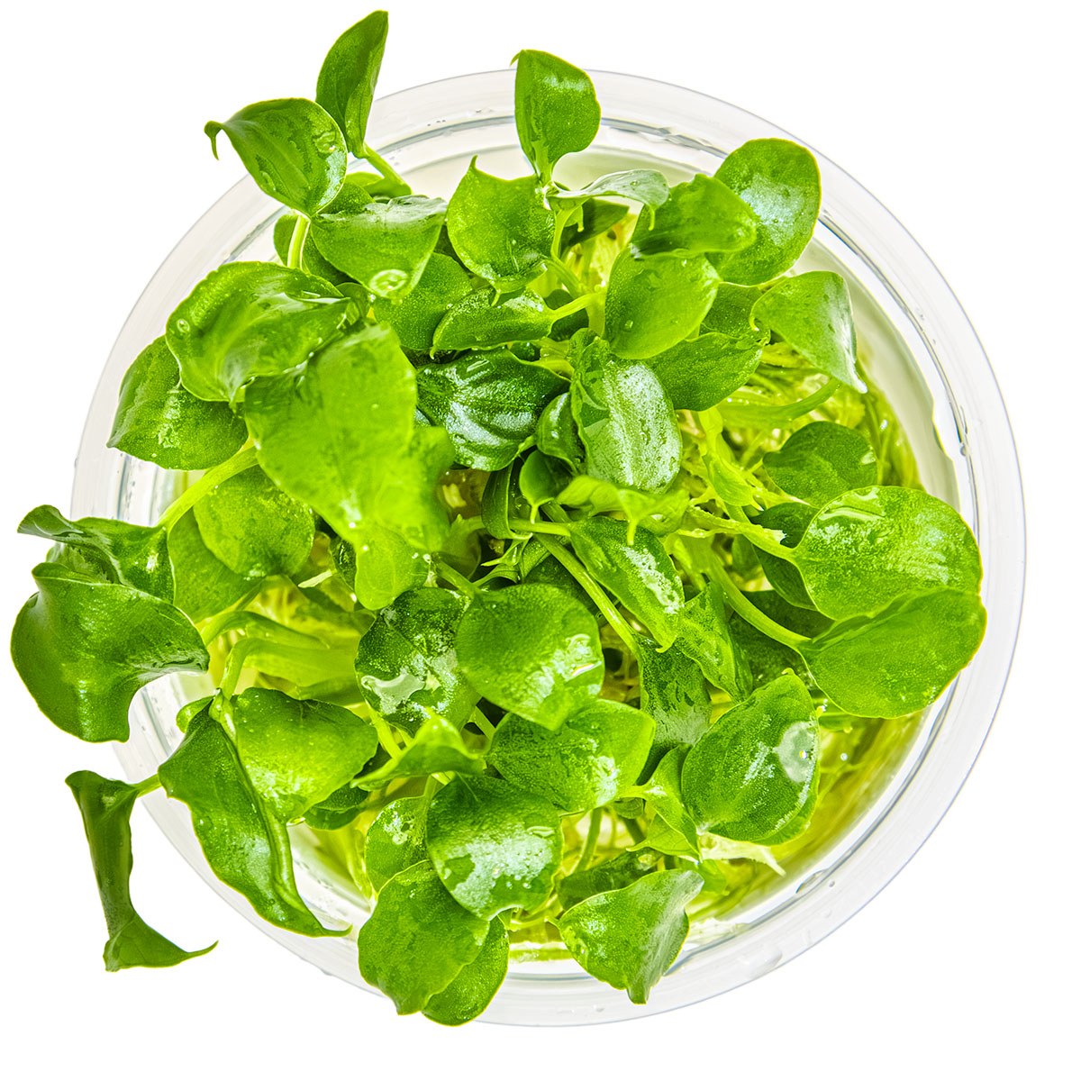 Schismatoglottis prietoi — 1-2-Grow!