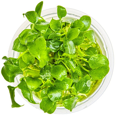 Schismatoglottis prietoi — 1-2-Grow!