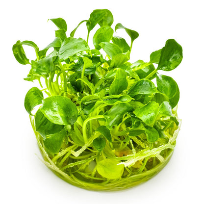 Schismatoglottis prietoi — 1-2-Grow!