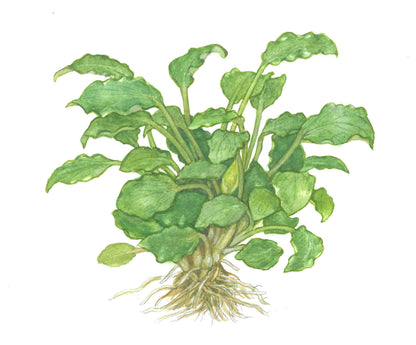 Schismatoglottis prietoi — 1-2-Grow!
