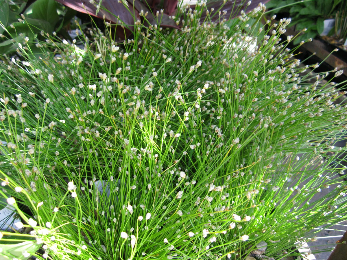 Scirpus cernuus Marginal Pond Plant