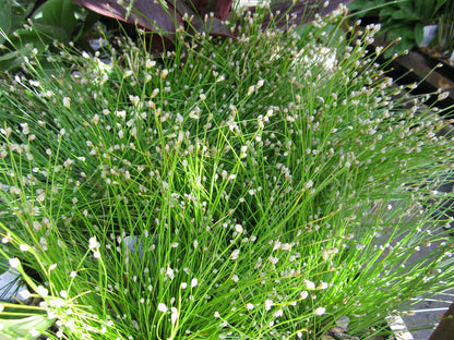 Scirpus cernuus Marginal Pond Plant