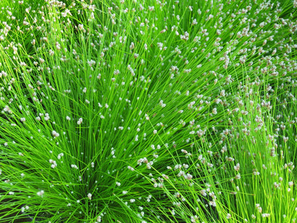 Scirpus cernuus Marginal Pond Plant
