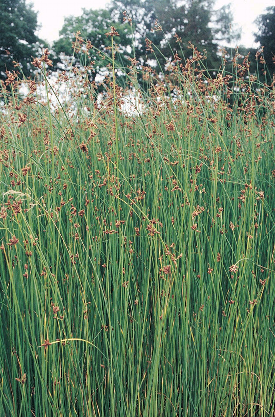 Scirpus lacustris Native Marginal Pond Plant